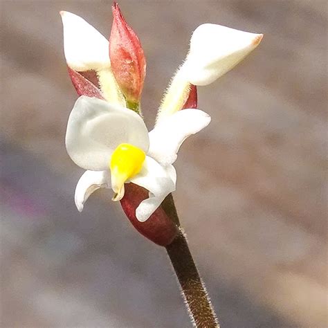 Cactus Jungle - San Francisco Bay Area - Jewel Orchid