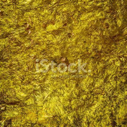 Gold Leaf Texture Stock Photos - FreeImages.com