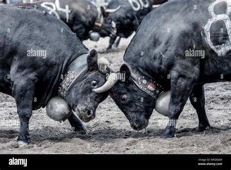 Eringer cows locking horns during a cow fight, tradition, heritage from ...