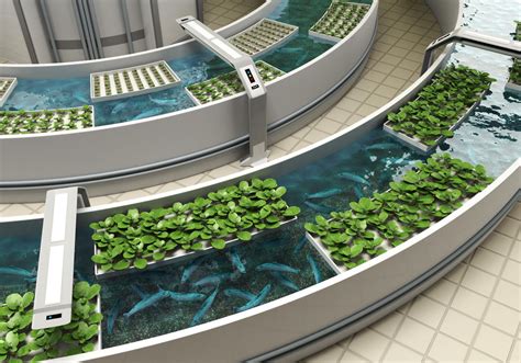 Aquaponics Presents A New Way To Grow Sustainable Fish And Veggies