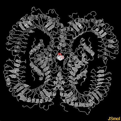 Three-dimensional model of the human TLR2 protein with colored marking ...