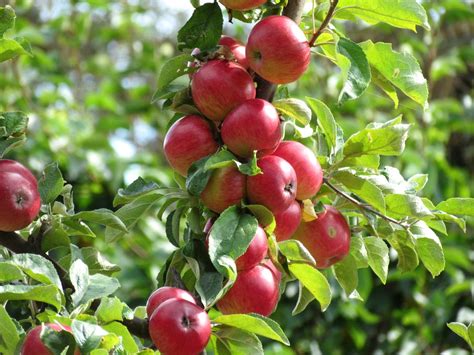 Apple Tree Wallpapers High Quality | Download Free