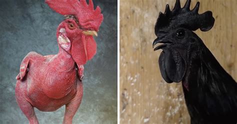 10 of The World’s Most Unusual Chicken Breeds - The Hen's Loft