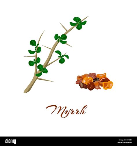 Myrrh tree. Leaves and resin. Commiphora myrrha. Vector illustration Stock Vector Image & Art ...