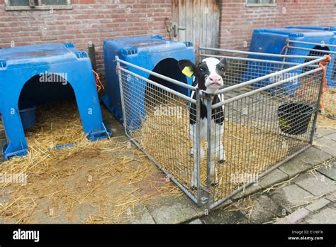 Young calf in cage at the farm Stock Photo - Alamy