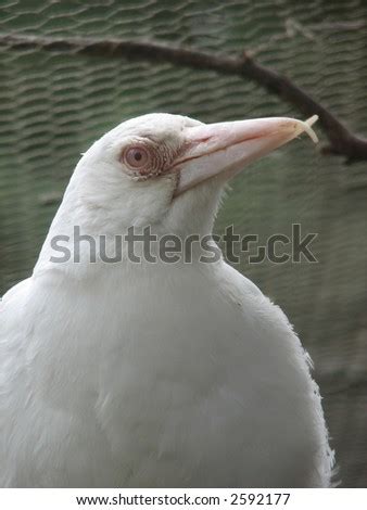 Albino Magpie Stock Photo 2592177 : Shutterstock