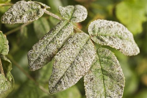 Homemade Baking Soda Spray to Control Powdery Mildew