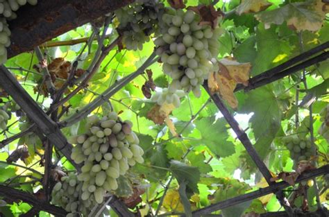 Grape Vine, Free Stock Photo - Public Domain Pictures