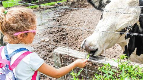 20 Engaging and Educational Field Trip Ideas for Preschoolers