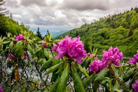 5 Best Spring Hikes in the Smoky Mountains to See the Wildflowers