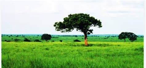 what are tropical grassland ?hey pls give me the right answer according ...