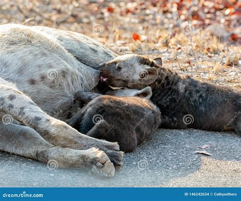 Hyena Cubs Suckling stock photo. Image of babies, predator - 146242634