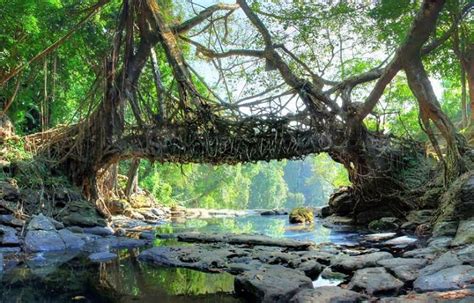 Mawlynnong Village, Meghalaya (India) - The Cleanest Village in Asia (God’s Own Garden ...