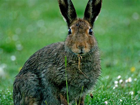 Hare & Rabbit Surveys – Worcestershire Mammal Group