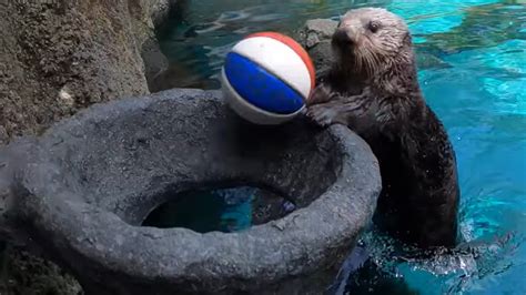 See playful sea otter flaunt basketball skills at Oregon Zoo ...