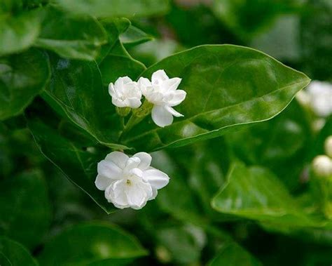 Beli flower: Latest and Accurate Data of Jasminum Sambac - Topperone