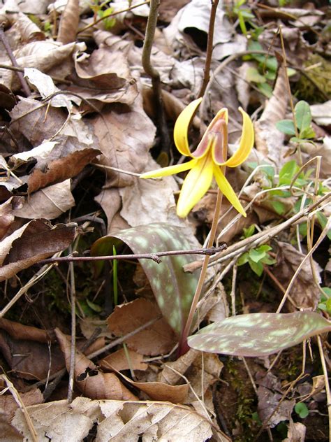 River Rambler: Species Spotlight: Trout Lily