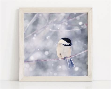 Winter Photography Bird Print Winter Art Animal Photography