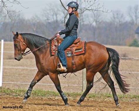 Western Dressage | Horse Journals