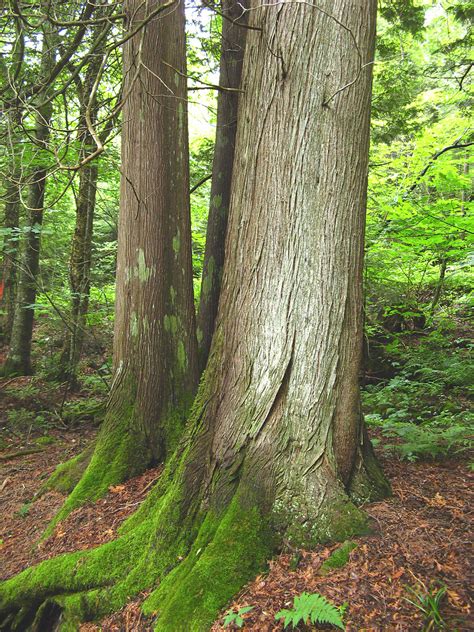 Thuja occidentalis (northern white-cedar): Go Botany