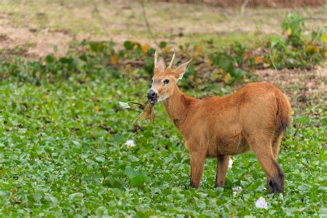 150+ Pampas Deer Photos Stock Photos, Pictures & Royalty-Free Images - iStock