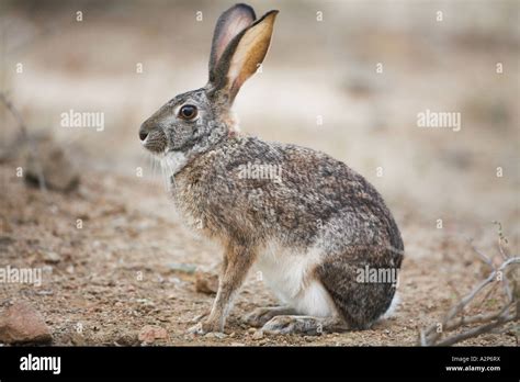 Cape Hare (lepus capensis) in South Africa Stock Photo - Alamy