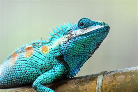 Blue Crested Lizard Photograph by Laura Richardson - Pixels