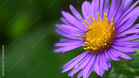 New England Aster flower Stock Video | Adobe Stock