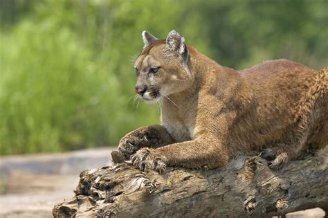 Cougar (Mountain Lion) Habitat - Animal Sake