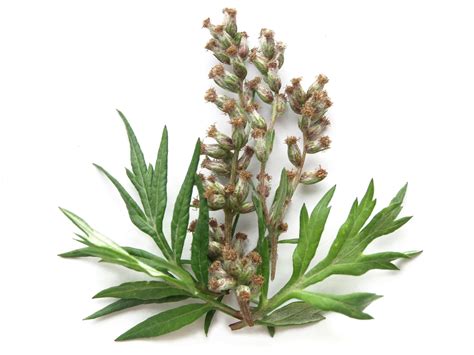 The Dream Herb — Mystical & Healing Qualities of Mugwort - Bear Blend