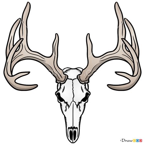 How to Draw Deer Skull, Skeletons