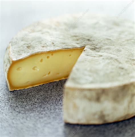 Camembert cheese - Stock Image - H110/4329 - Science Photo Library