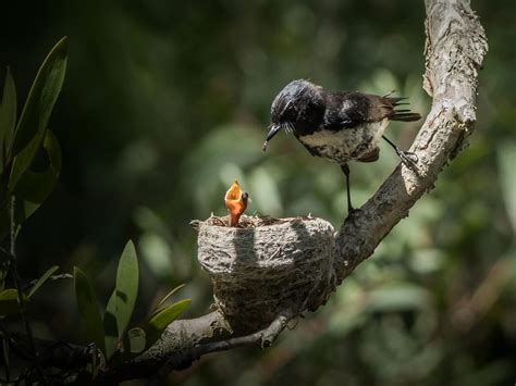 Willie Wagtail Nesting: A Complete Guide | Bird Fact