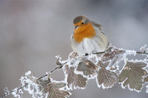 'Robin (Erithacus Rubecula) Adult Perched in Winter with Feather Fluffed Up, Scotland, UK ...