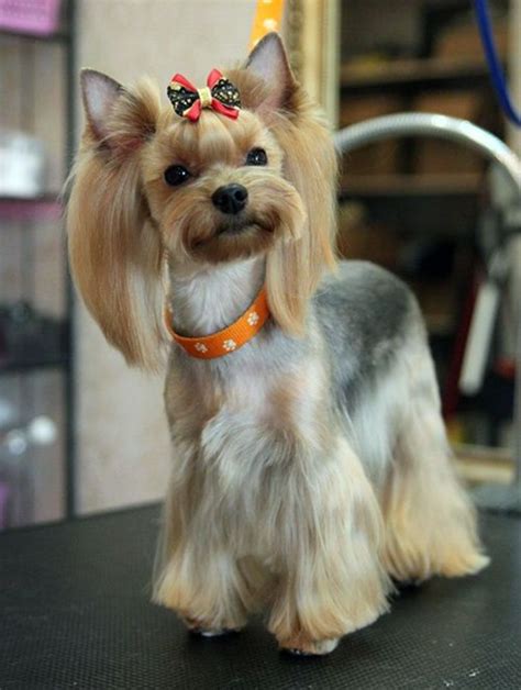 Pin on Yorkie cuts