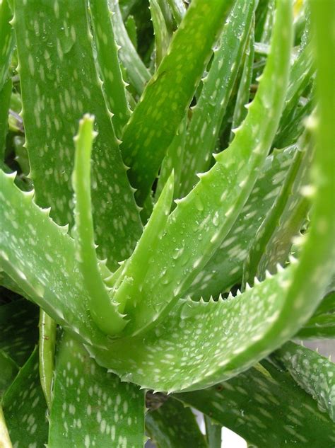 Aloe vera | Diseases and Pests, Description, Uses, Propagation | Centro de jardinería, Áloe ...