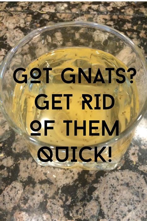 Get rid of gnats fast with this quick DIY bait recipe! | How to get rid ...