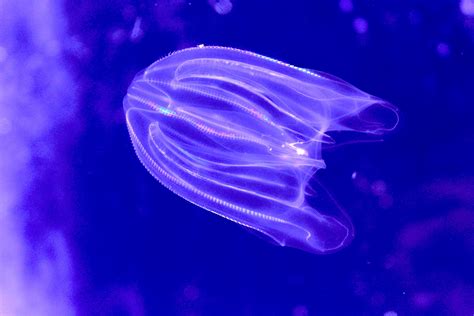 Meet the Warty Comb Jelly, the Only Animal With a Disappearing Anus – The Wire Science