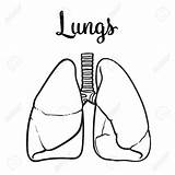 Human Lungs Outline Body Pages Coloring Colouring Printable Drawing  sketch template