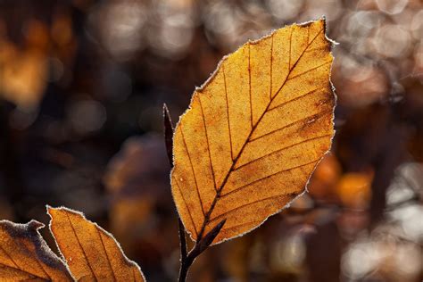 Guide to fall leaf photography — Mark Warnes Photography