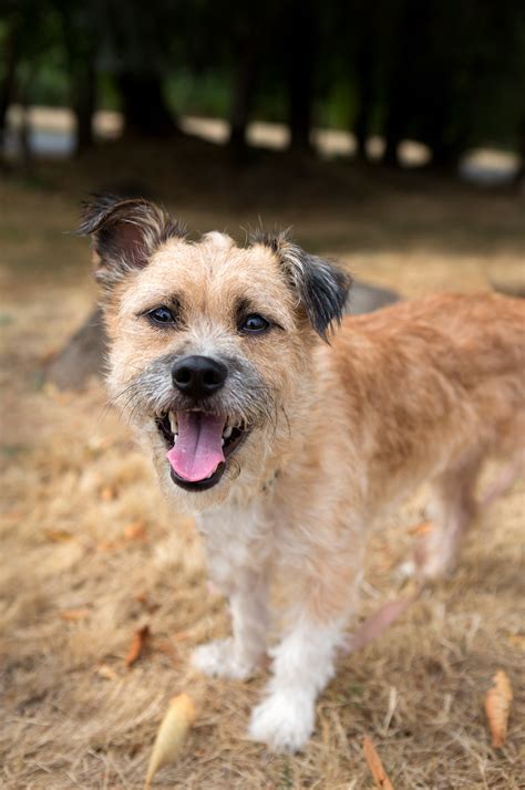 Shelter Dogs of Portland: "STEWART" adorable wirehaired terrier mix