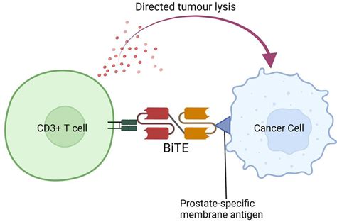 Bispecific T cell engager binding CD3 on T cell with PSMA on prostate... | Download Scientific ...