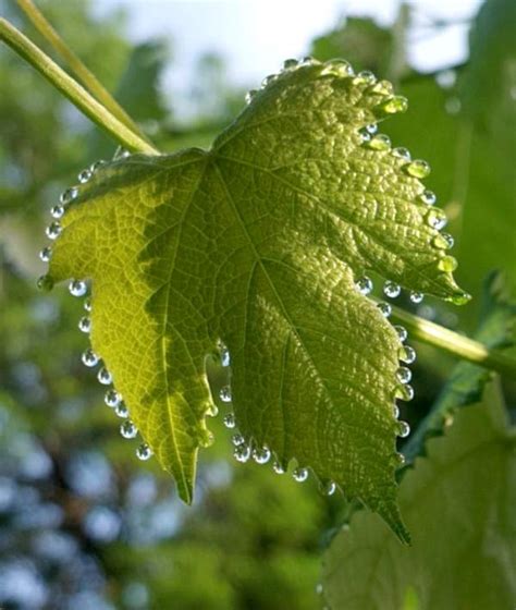 Guttation, weeping leaves: a plant's way to relieve pressure