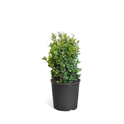 Where Are The Best Places To Buy Dwarf English Boxwoods Online?