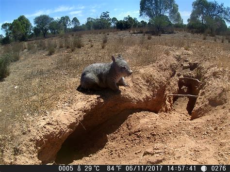 Satellites reveal the underground lifestyle of wombats - The Lead South ...