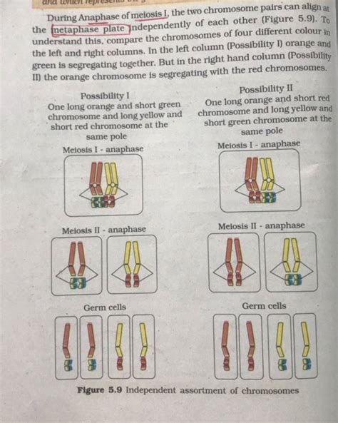 During Anaphase of meiosis I, the two chromosome pairs can align at the n..