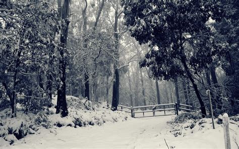 black, And, White, Snowy, Forest wide