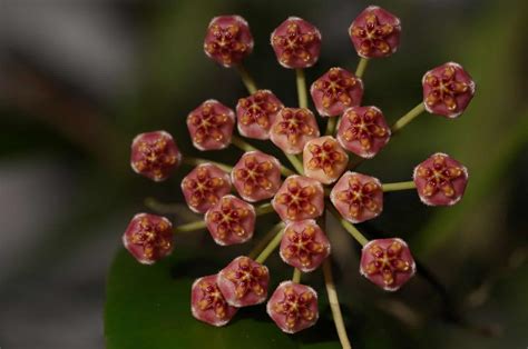 How To Grow And Care For Hoya Gracilis aka Hoya Memoria