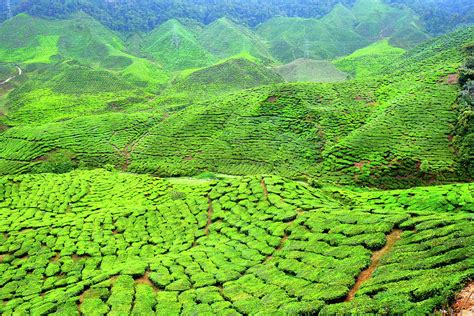 Tea Plantation Photograph by Gill Copeland - Fine Art America