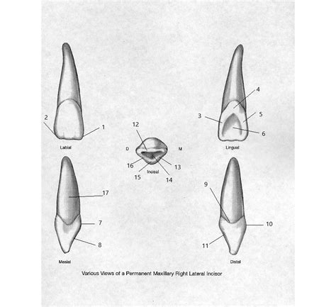 Maxillary lateral incisors Diagram | Quizlet